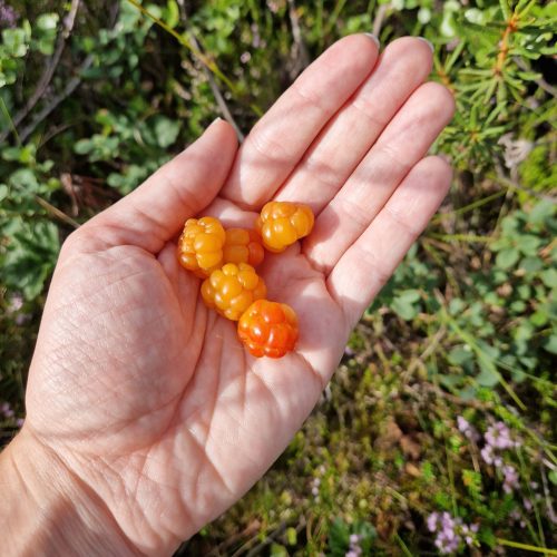 Cloud_berry_picking_lapland_summer