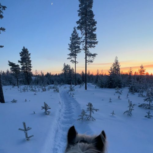 Horse_riding_winter_sunset_lapland