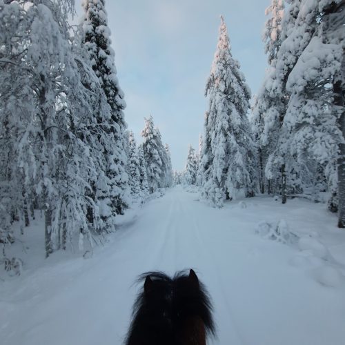 Lapland_horse_riding_winter_wonderland