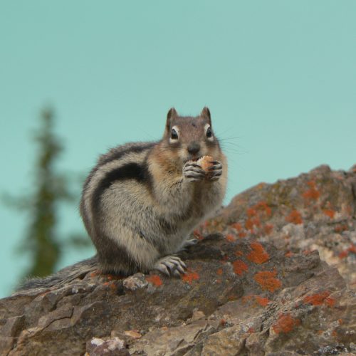 Squirrel Canada