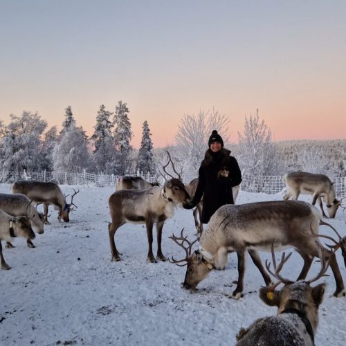 Reindeer_feeding_lapland