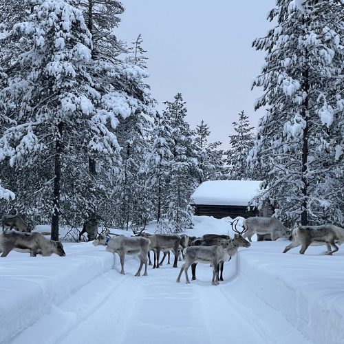 Reindeer_free_roaming_lapland