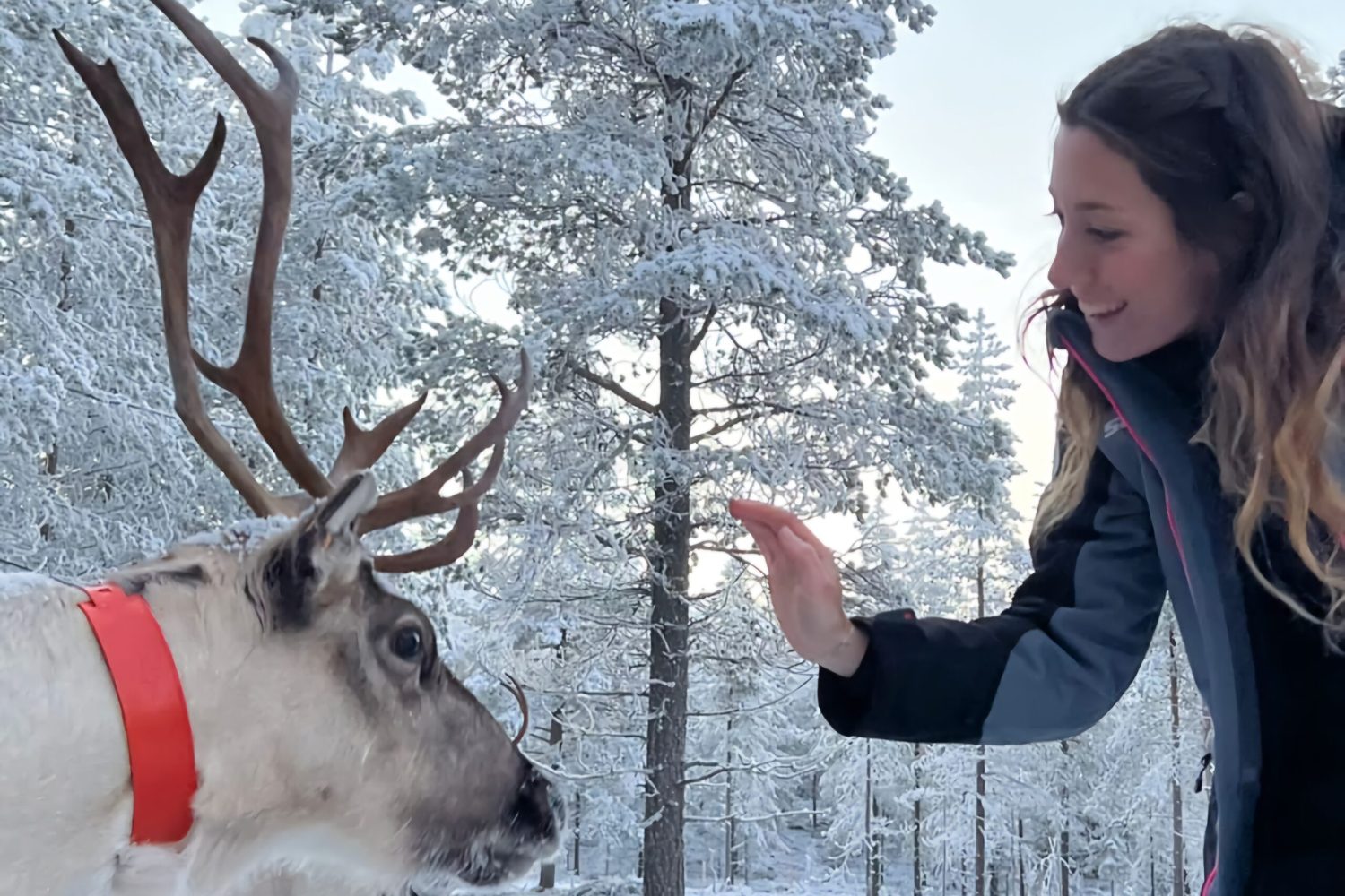 Reindeer_lapland