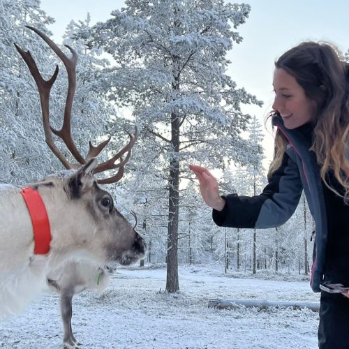 Reindeer_lapland