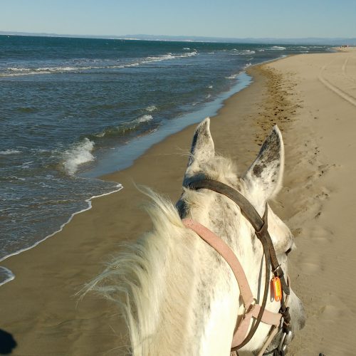 camargue-espiguette-horse-riding