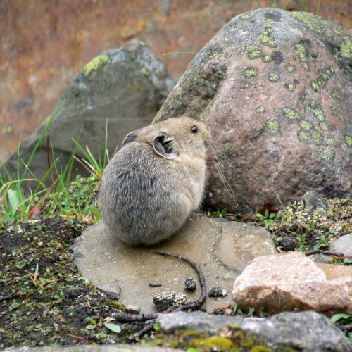 canada-jasper-mountain-mouse