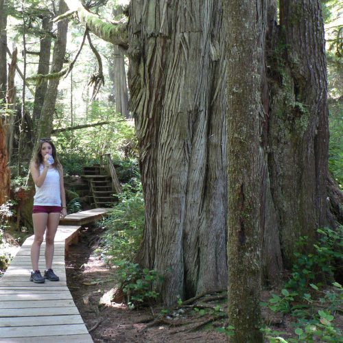 canada-vancouver-island-old-growth-forest