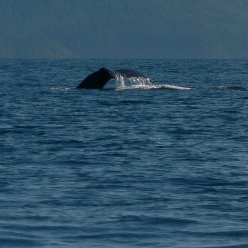canada-vancouver-island-whale
