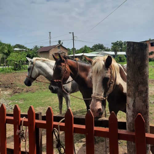 costa-rica-cahuita-horses