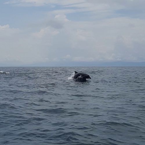 costa-rica-isla-tortuga-dolphin