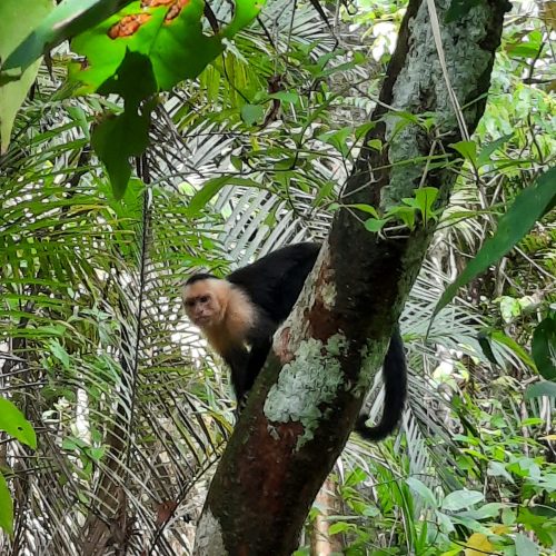 costa-rica-manuel-antonio-capuchin-monkey