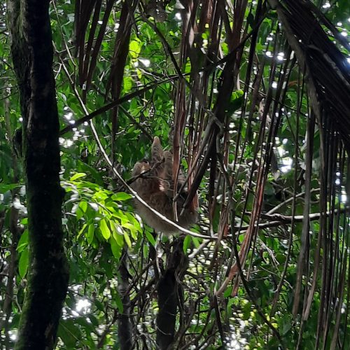 costa-rica-manuel-antonio-sloth