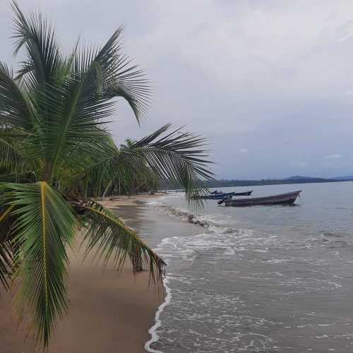 costa-rica-manzanillo-beach-palm-tree