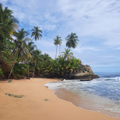 costa-rica-manzanillo-beach-palm-tree-wave