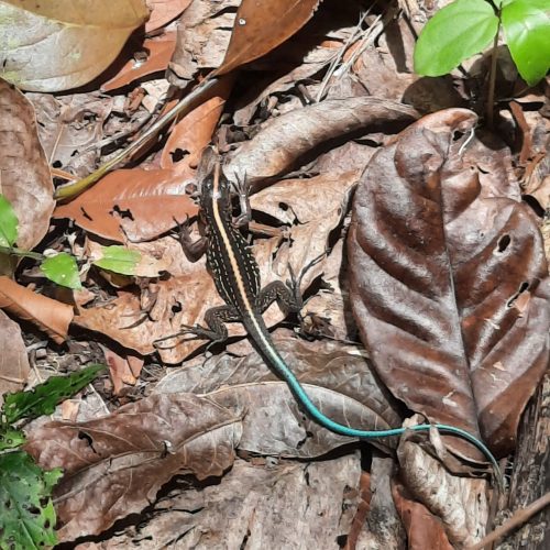 costa-rica-manzanillo-blue-tale-lizard