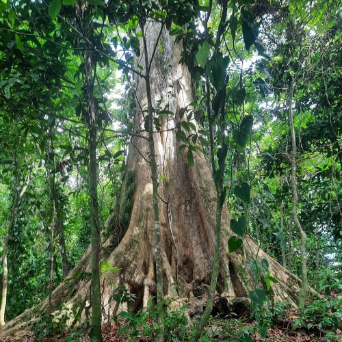 costa-rica-manzanillo-old-tree-jungle