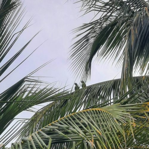 costa-rica-manzanillo-parrots-palm-tree