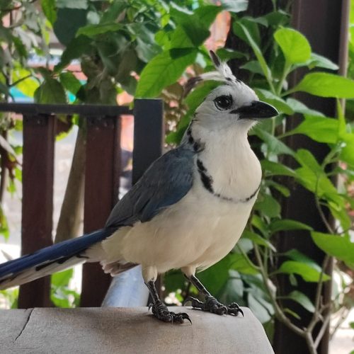 costa-rica-montezuma-blue-bird