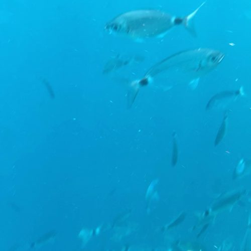 dugi-otok-fish-snorkeling