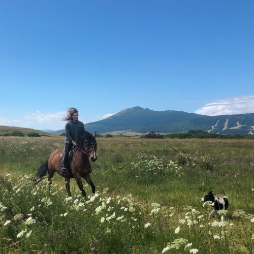 galloping-flower-field-mountains-dog-horse-kupres