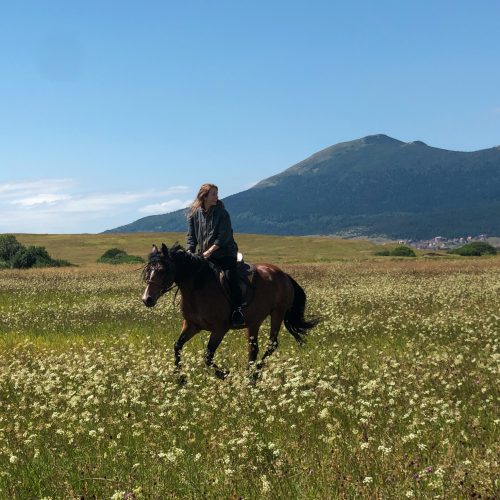 horse-run-flower-field-kupres