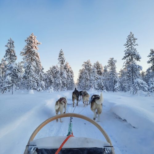 husky-dog-sledding-lapland