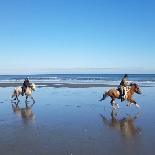 icelandic-horses-new-zealand-beach-gallop