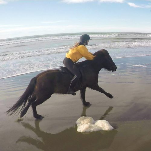 icelandic-horses-new-zealand-gallop