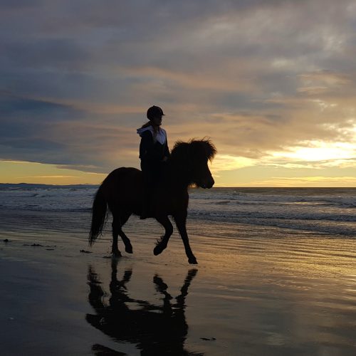 icelandic-horses-new-zealand-tolt-sunset