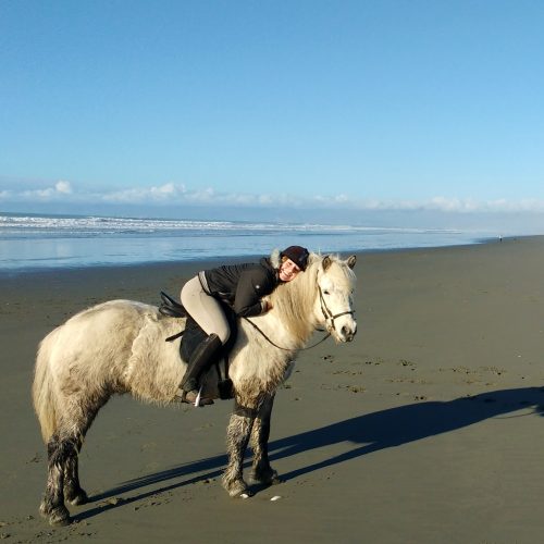 icelandic-horses-new-zealand-winter