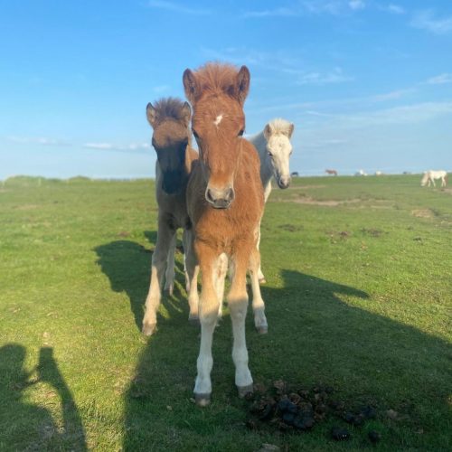 kommandoergaarden-baby-horses-friends