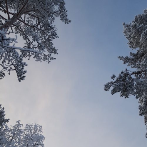 lapland-sky-snow-tree