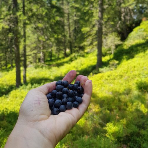 les-contamines-montjoie-summer-berry-picking