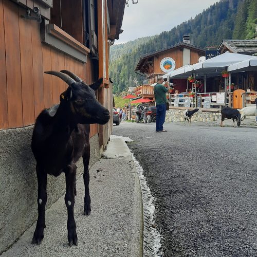 lindarets-goat-village-alps-france