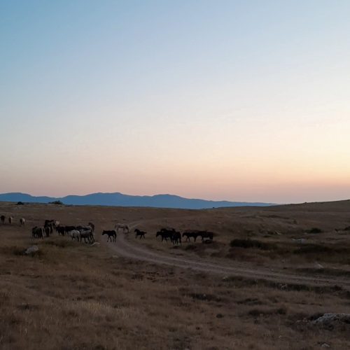 livno-free-roaming-bosnian-mustangs-wild-horses