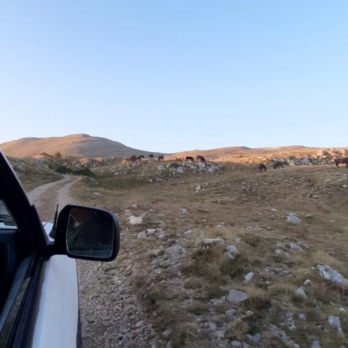 livno-truck-driving-wild-horses