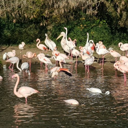 lyon-parc-de-la-tete-d-or-flamingo