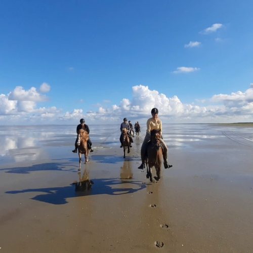 mando-galloping-on-the-beach-denmark