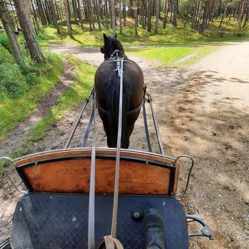 other-activities-horse-wagon-forest-denmark