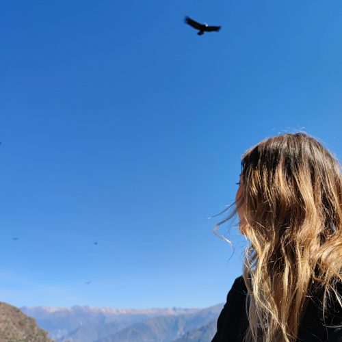 peru-colca-canyon-condors-flying