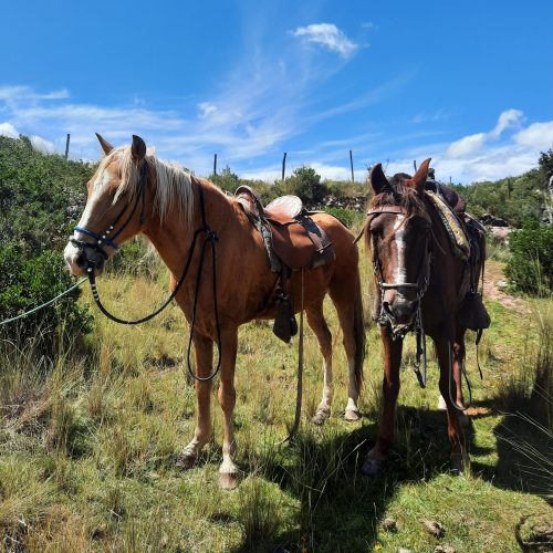 peru-cuzco-horse-riding-devil-balcony-ride-paso-horses