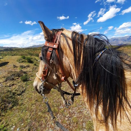 peru-cuzco-horse-riding-fuego-paso-fino-horse