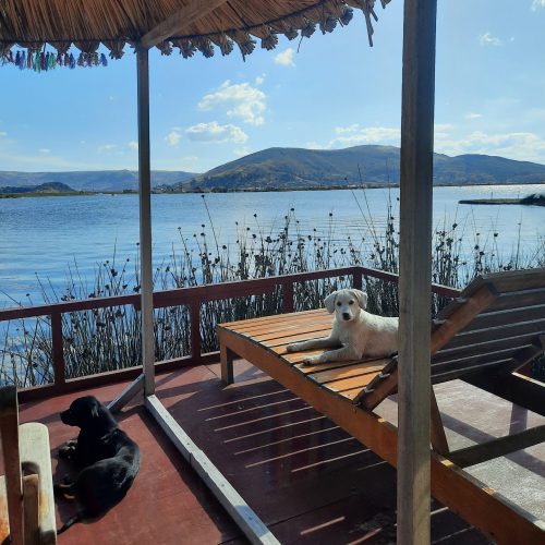 peru-lake-titikaka-uros-island-airbnb-terrace-dogs