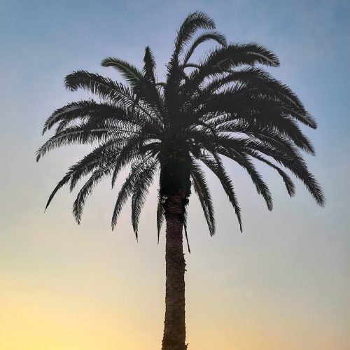 peru-lima-miraflores-palm-tree-sunset