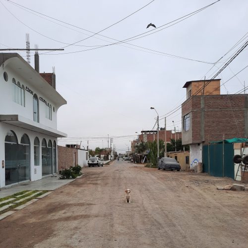 peru-paracas-dog-road-desert