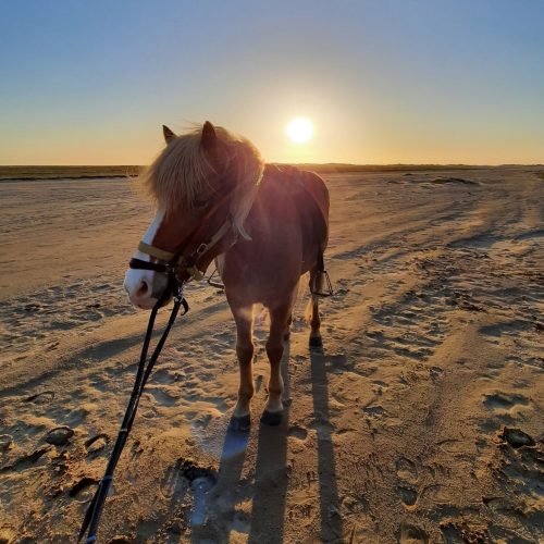 romo-Icelandic-horse-at-sunset-in-denmark