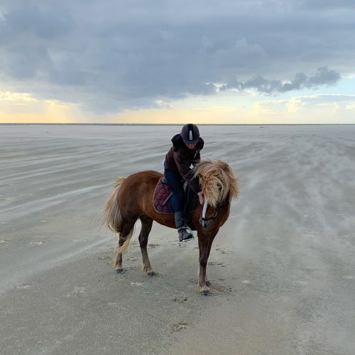 romo-denmark-widest-beach-icelandic-horse