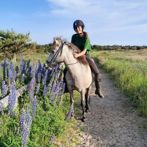 romo-riding-in-lupin-flowers-denmark