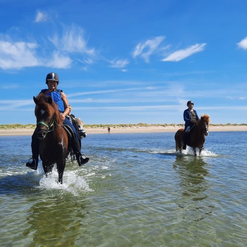 romo-summer-swimming-with-horses-denmark