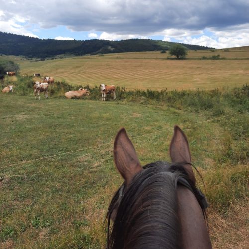 view-through-horse-ears-cows-bosnia-and-herzegovina